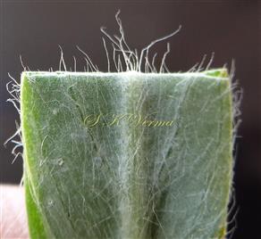   Part of Leaf (Abaxial View)